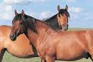 Idaho Horse Properties